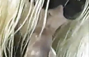 十代は顔に平手打ちの代わりに猫を与える 女性 向け 無 修正