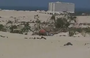 妻はディルドで自慰行為をします。 無 修正 無料 動画 女性 向け